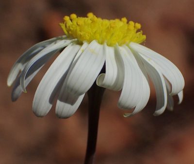 Crassothonna alba, photographed by Nicola van Berkel
