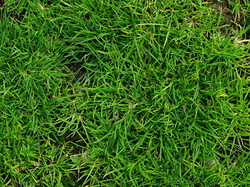 Poa supina, photographed by Christian Berg