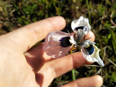 Moraea aristata, photographed by De Waal Hugo