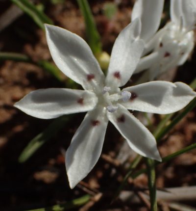 Lapeirousia plicata, photographed by Nicola van Berkel