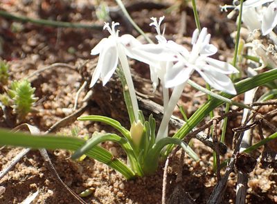 Lapeirousia plicata, photographed by Nicola van Berkel
