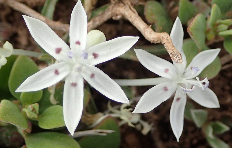 Lapeirousia plicata, photographed by Nicola van Berkel