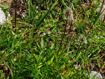Valeriana celtica, photographed by Christian Berg