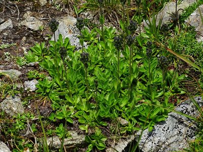 Veronica bellidioides, photographed by Christian Berg