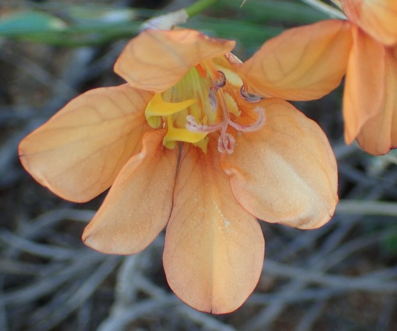 Tritonia securigera, photographed by Nicola van Berkel