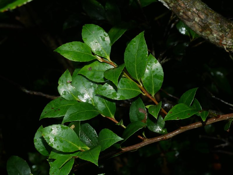 Vaccinium wrightii, photographed by Jacy Chen