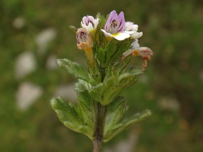 Euphrasia minima, photographed by Christian Berg