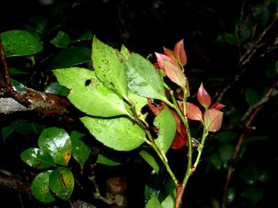 Vaccinium wrightii, photographed by Jacy Chen