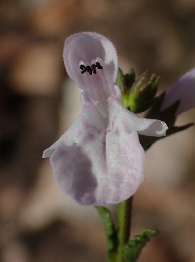 Stachys sublobata, photographed by Nicola van Berkel
