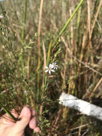Lythrum lineare, photographed by evangrimes