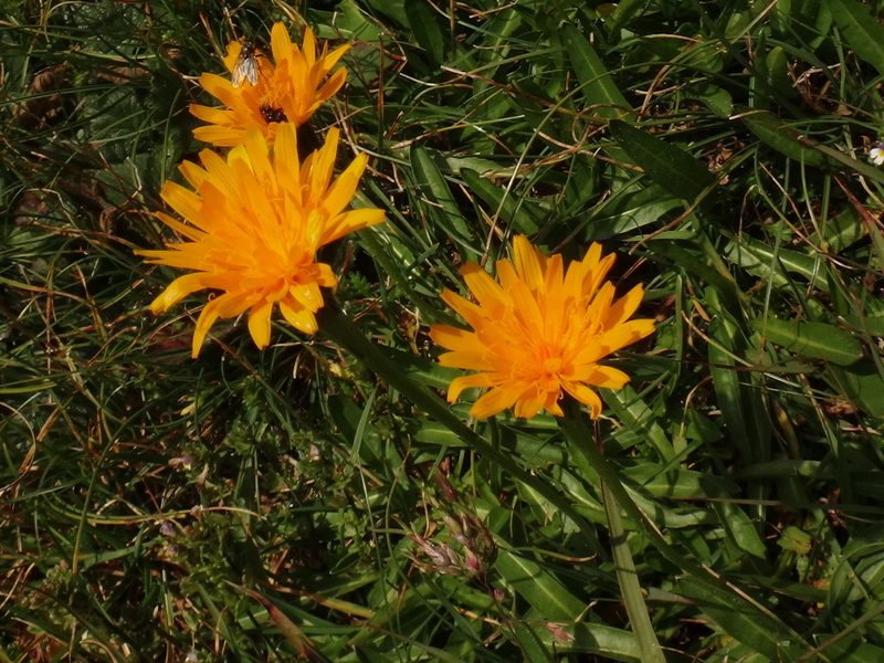 Scorzoneroides crocea, photographed by Christian Berg
