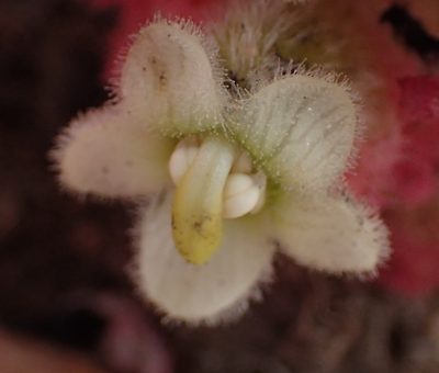 Harveya roseoalba, photographed by Nicola van Berkel