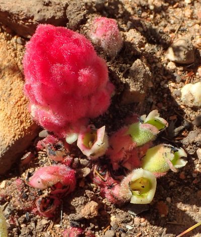 Harveya roseoalba, photographed by Nicola van Berkel