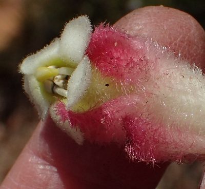 Harveya roseoalba, photographed by Nicola van Berkel