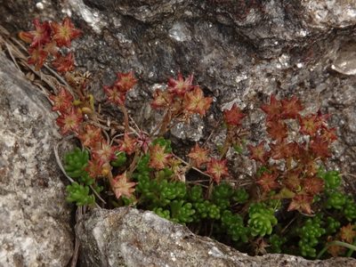 Sedum alpestre, photographed by Christian Berg