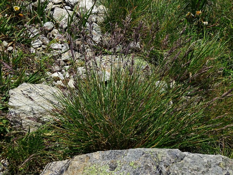 Festuca pseudodura, photographed by Christian Berg