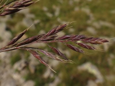 Festuca pseudodura, photographed by Christian Berg