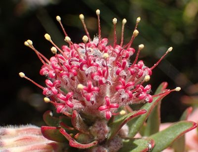 Leucospermum royenifolium, photographed by Nicola van Berkel