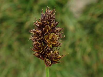 Carex foetida, photographed by Christian Berg