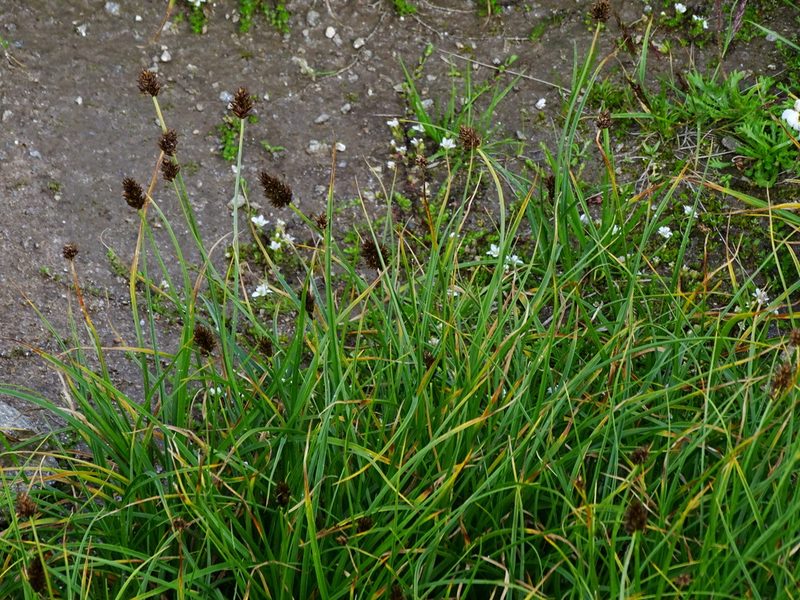 Carex foetida, photographed by Christian Berg