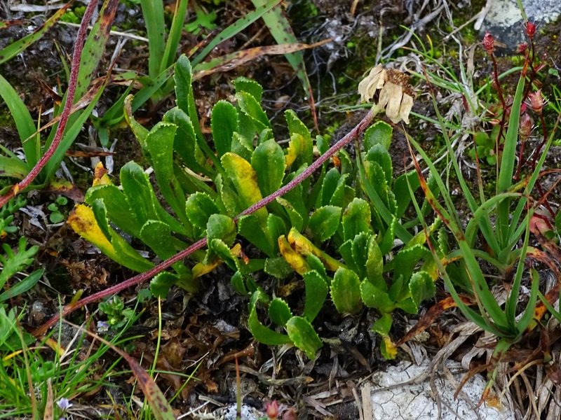 Primula glutinosa, photographed by Christian Berg