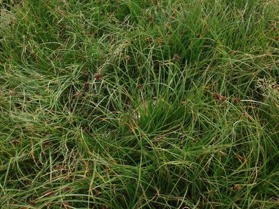 Carex foetida, photographed by Christian Berg