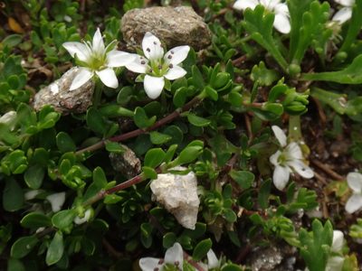 Arenaria biflora, photographed by Christian Berg