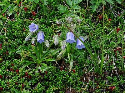 Campanula alpina, photographed by Christian Berg