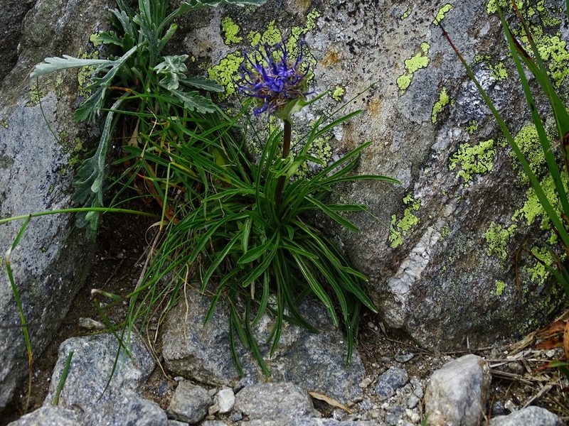 Phyteuma confusum, photographed by Christian Berg