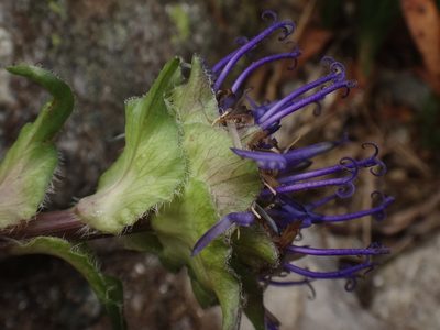 Phyteuma confusum, photographed by Christian Berg