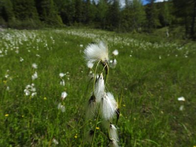 Eriophorum latifolium, photographed by Wouter Koch