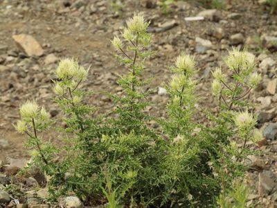 Cirsium obvallatum, photographed by Andrew Bazdyrev