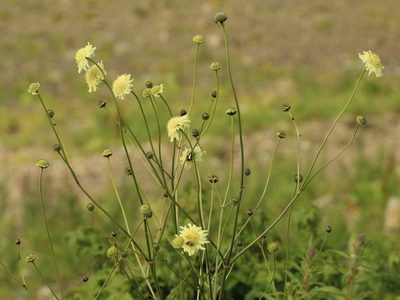 Cephalaria gigantea, photographed by Andrew Bazdyrev