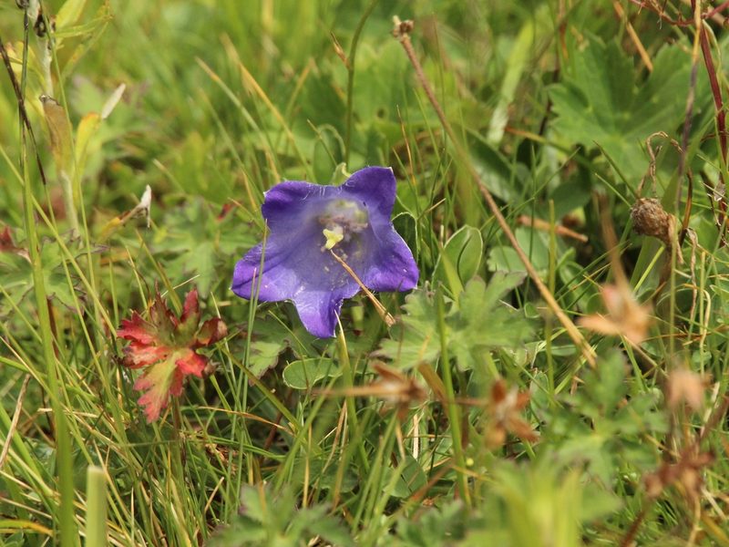 Campanula tridentata, photographed by Andrew Bazdyrev