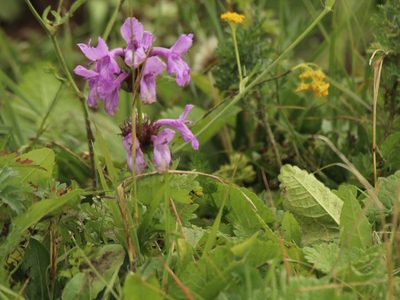 Betonica macrantha, photographed by Andrew Bazdyrev
