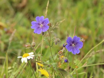 Geranium gymnocaulon, photographed by Andrew Bazdyrev