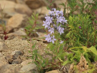 Campanula lactiflora, photographed by Andrew Bazdyrev