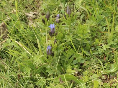 Gentiana septemfida, photographed by Andrew Bazdyrev