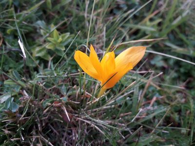 Crocus scharojanii, photographed by Andrew Bazdyrev