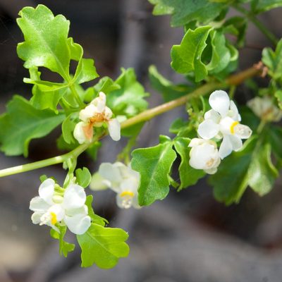 Serjania spinosa, photographed by Bill Levine