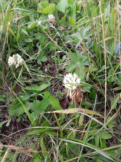 Trifolium canescens, photographed by Andrew Bazdyrev