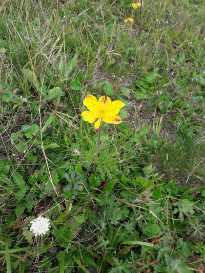 Pulsatilla aurea, photographed by Andrew Bazdyrev