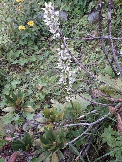 Swertia iberica, photographed by Andrew Bazdyrev