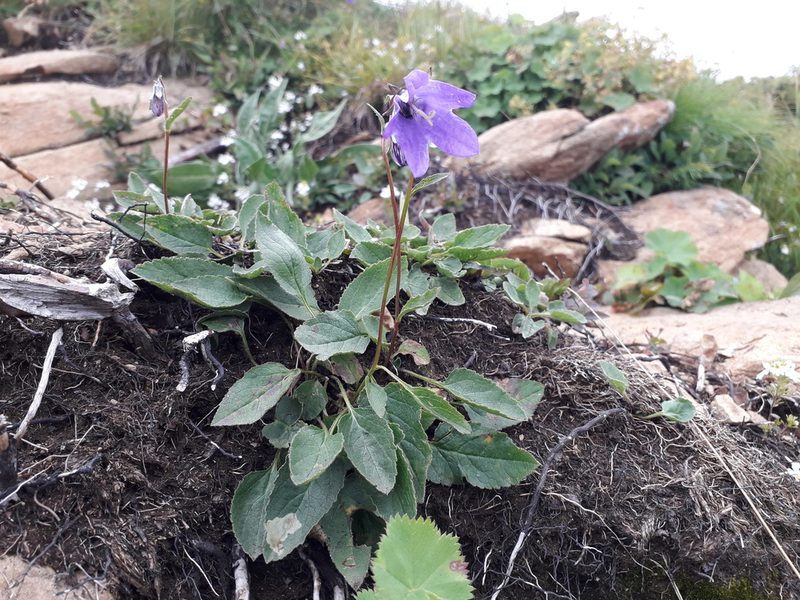 Campanula collina, photographed by Andrew Bazdyrev