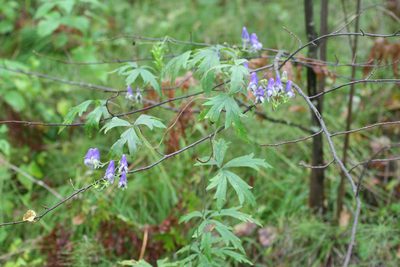 Aconitum volubile, photographed by Oleg Kosterin