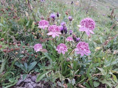 Astrantia maxima, photographed by Andrew Bazdyrev