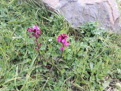 Pedicularis nordmanniana, photographed by Andrew Bazdyrev