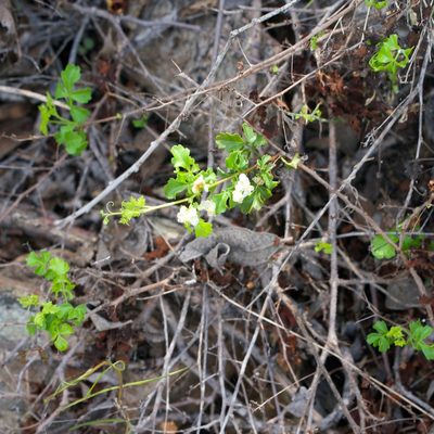 Serjania spinosa, photographed by Bill Levine