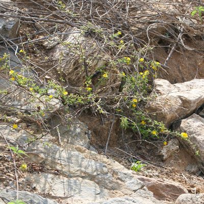 Turnera diffusa, photographed by Bill Levine