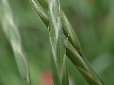 Bromus carinatus, photographed by Daniel Cahen